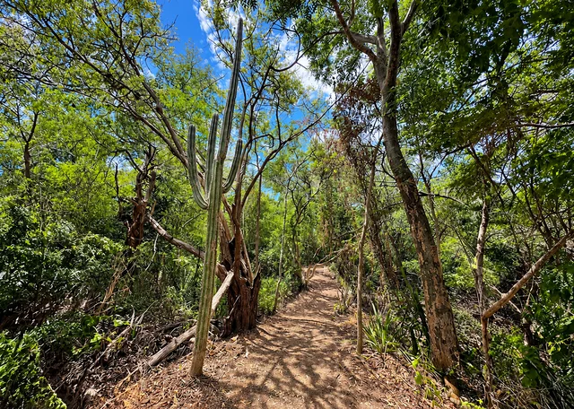 A shaded hiking trail through tropical woodland