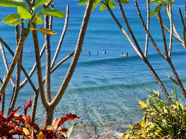 Surfers in the waves beyond the coastal trees