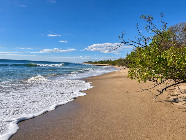 Waves washing onto a tree-lined beach