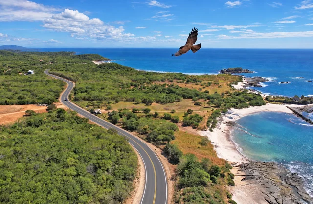 A bird soaring above the coastline