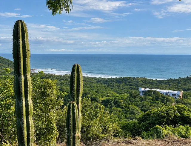Cacti framing the Pacific view