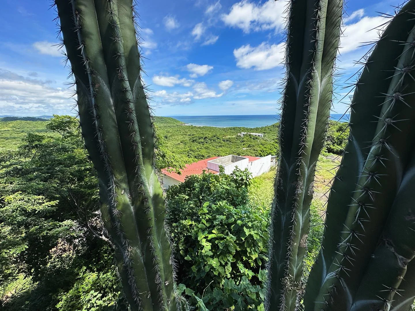 Pacific views through the cacti at Hawk Peak Lookout