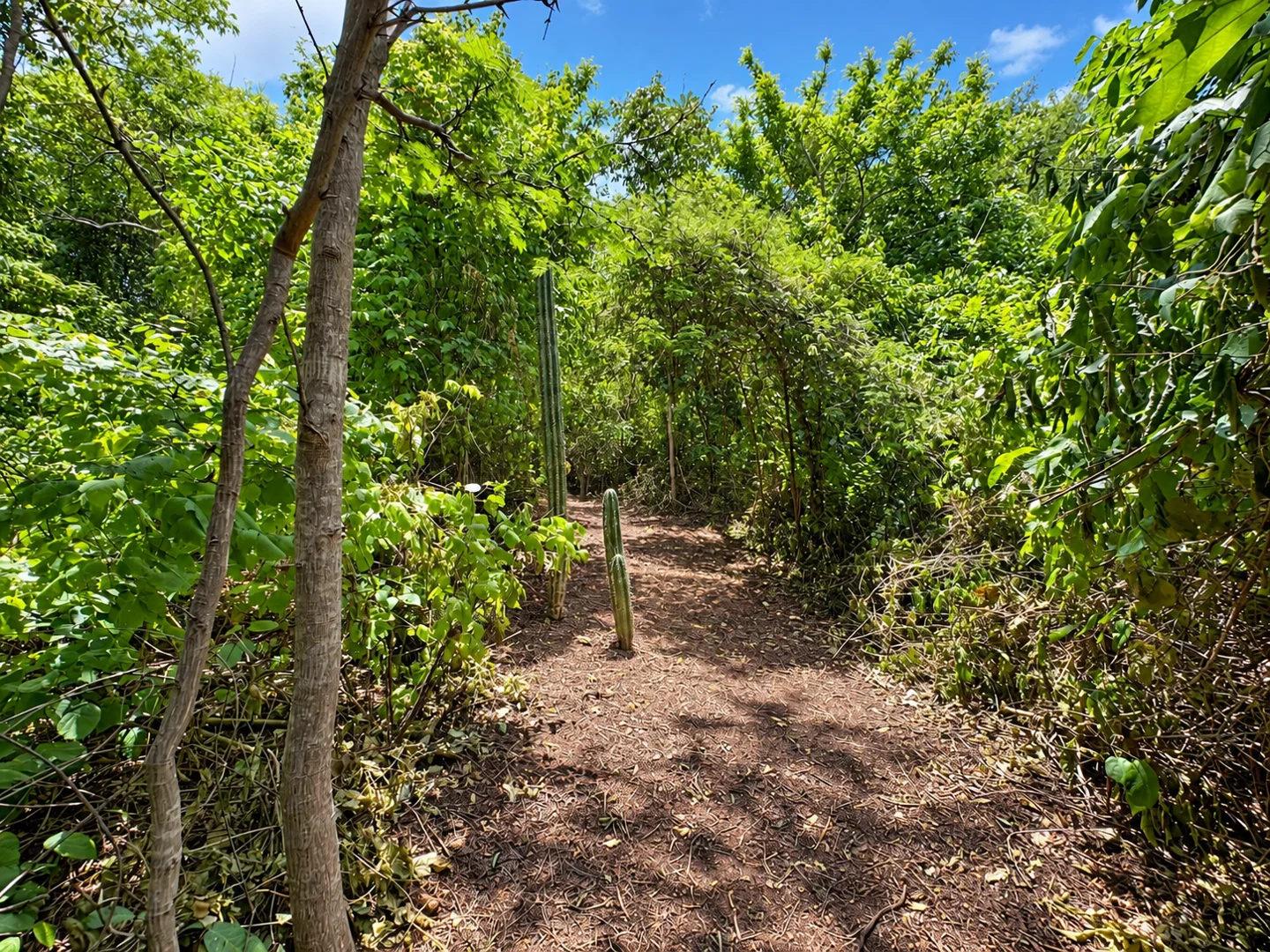 Woodland hiking trail at Surf Ranch Popoyo